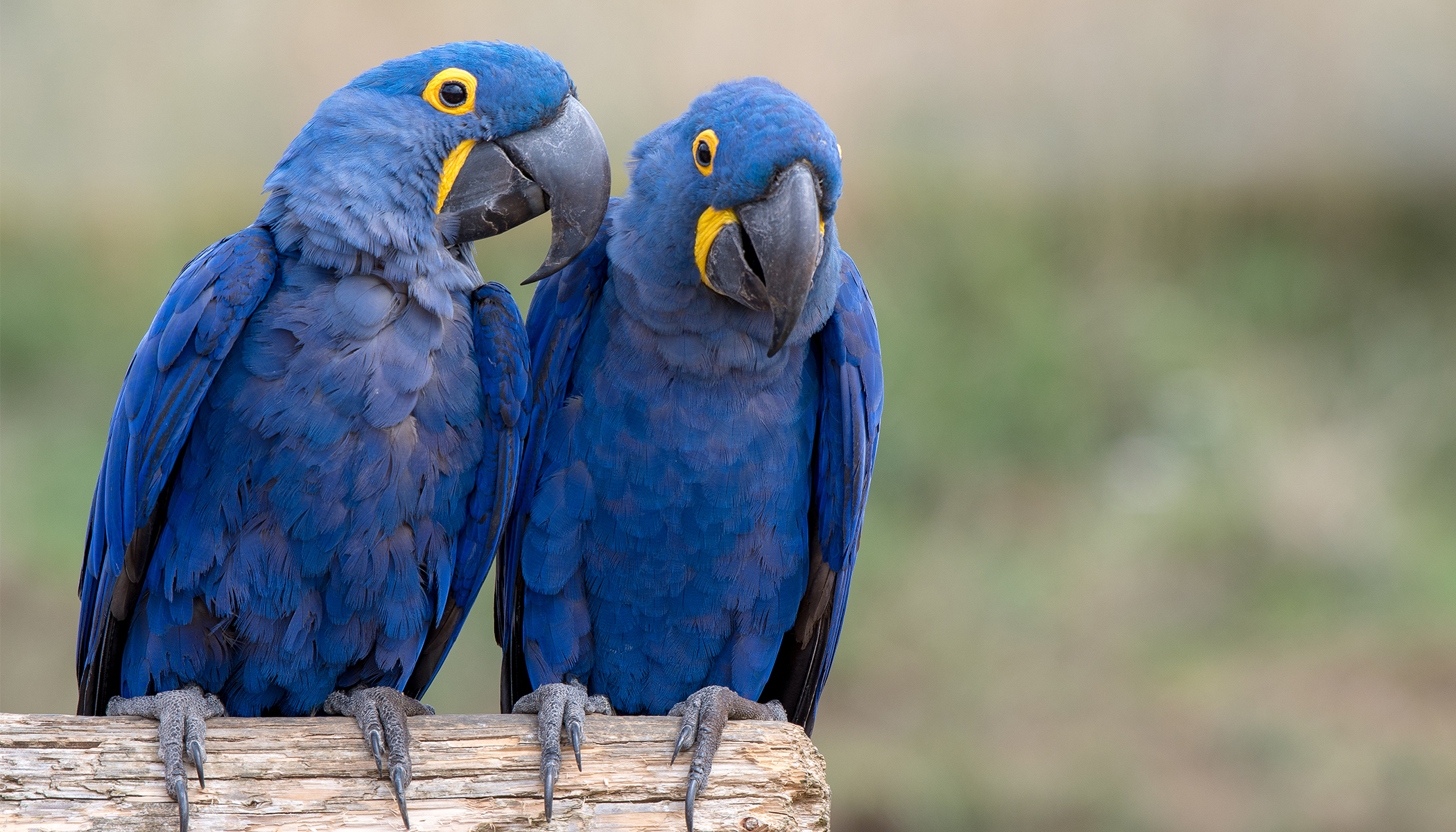 Beautiful Blue Macaw Species From Cartoon Movie Rio Declared Extinct From Wild