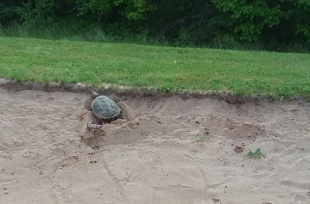 A snapping turtle named Shelley who has laid her eggs in the sand trap at the 7th hole for the second year in a row on the Debert Golf Course in Debert, N.S. is seen in this undated photo provided August 6, 2019.
(HO, Mark Webb/The Canadian Press)