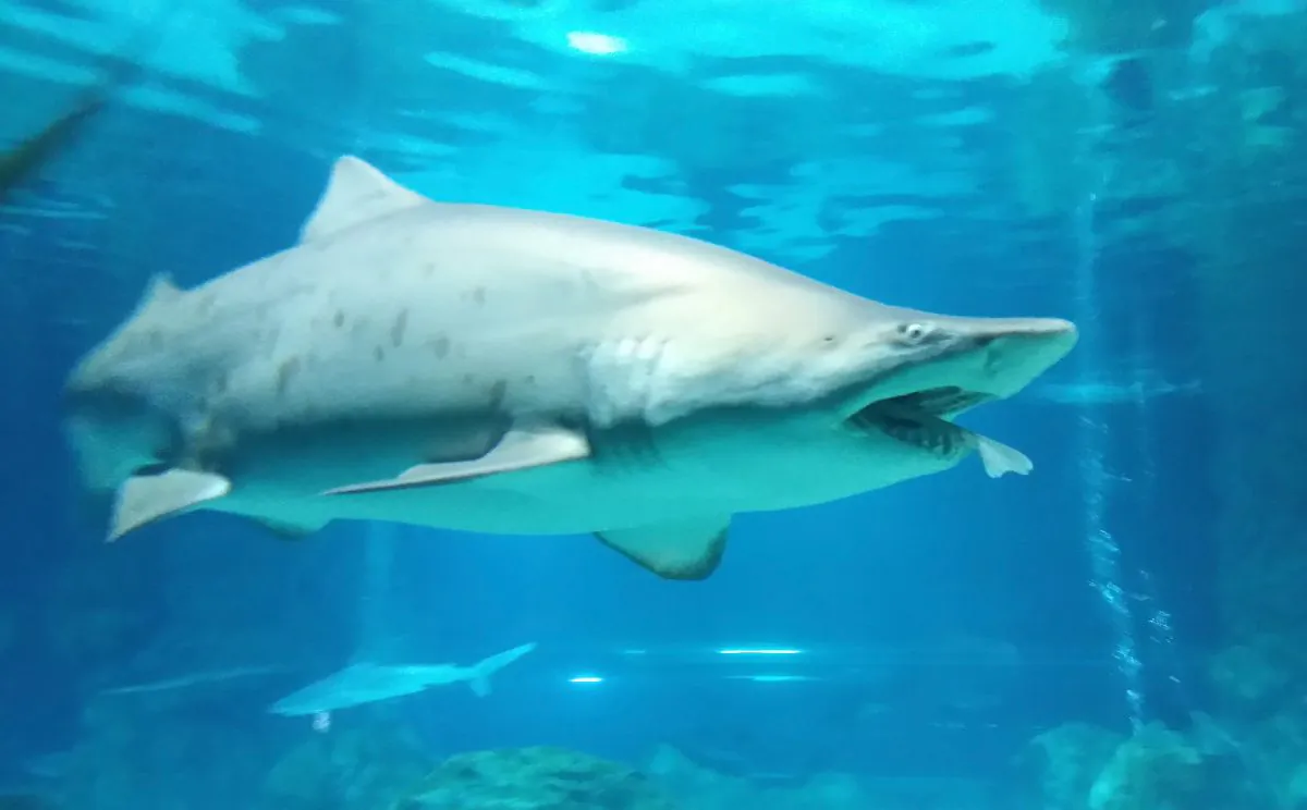 A sand shark in a file photo. (COEX Aquarium via Getty Images)