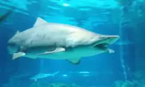 Video: People Rush Out of Water as Sharks Feed Just off Myrtle Beach