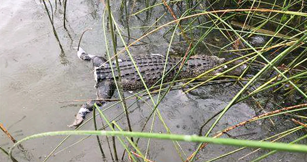 This alligator was found dead and missing a tail at Lake Worth, Texas, on Aug. 1, 2019. (Operation Game Thief/Facebook)