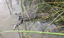 Texas Game Warden Offers $1,000 Reward for Prosecuting Alligator Tail Butcher