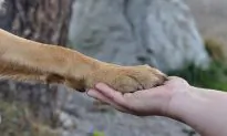 Missouri Man Rescues Dog Hanging by Electrical Cord Near Freeway