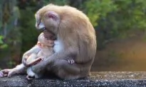 Heartbreaking Photo Shows Grief-Stricken Monkey Cradling Her ‘Lifeless’ Baby–Then a ‘Miracle’ Occurs