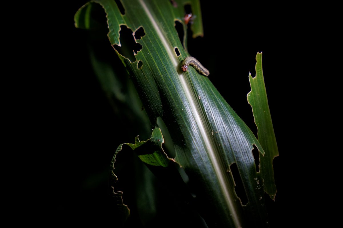 An armyworm, which usually comes out at night, is seen on corn crop at a village of Menghai county