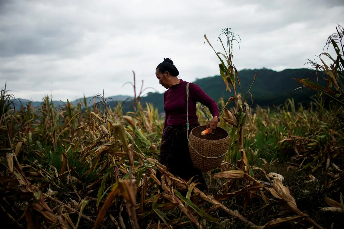 Yu Wuyang, an ethnic Dai farmer, picks corn in her cornfield at Nuodong village in Yunnan Province, China on July 13, 2019. (Aly Song/Reuters)
