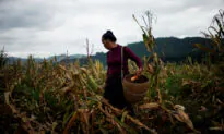 Crop Invaders: China’s Small Farmers Struggle to Defeat Armyworm