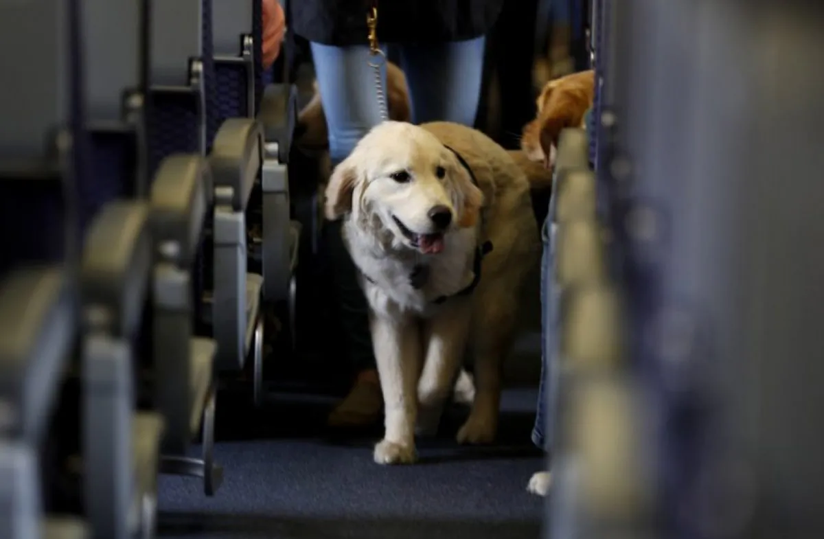 A service dog strolls through the isle inside a United Airlines plane at Newark Liberty International Airport while taking part in a training exercise in Newark, N.J., on April 1, 2017. (Julio Cortez/File Photo via AP)