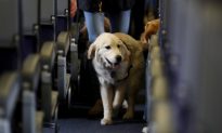Department of Transportation Proposes Ban of Support Animals on Flights