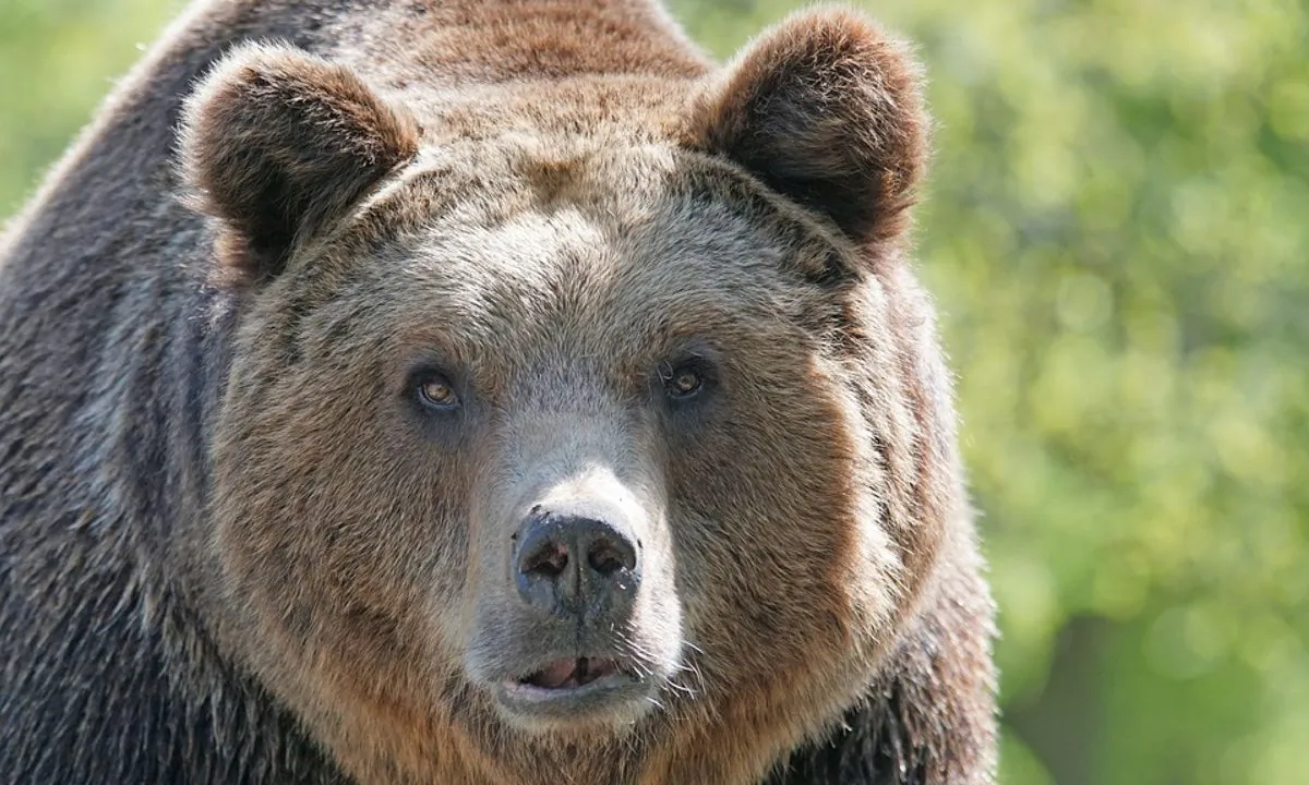 Stock image of bear. (Pixel-mixer/Pixabay)