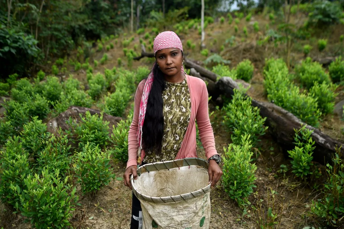 A Venezuelan migrant working as a "Raspachin" (farmer collector of coca leaves), at a coca plantation in the Catatumbo, Colombia, on Feb. 9, 2019. (LUIS ROBAYO/AFP/Getty Images)