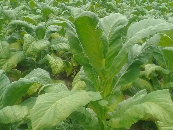 Zimbabwe tobacco