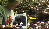 Dog With Broken Foot Gives Birth to 13 Pups, Then Insists on Carrying Them to Safety