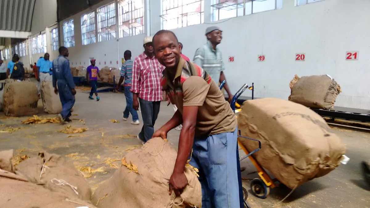 A tobacco worker in Zimbabwe in a file photo. (Courtesy Kenneth Matimaire)