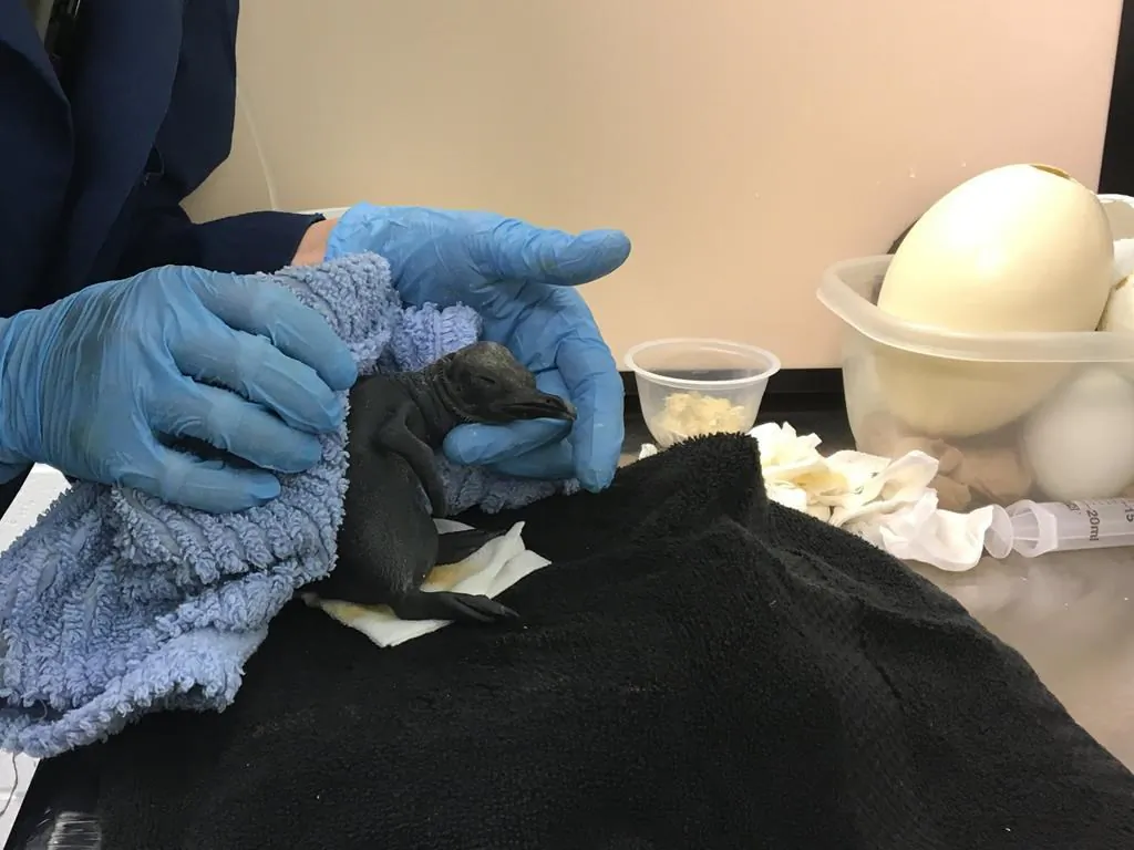 The recently-hatched king penguin chick is seen being tended to at the Calgary Zoo in a recent handout photo. (HO-Twitter, @Calgaryzoo/The Canadian Press)