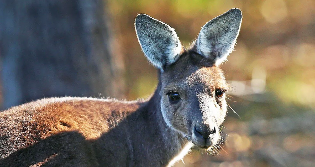 Shooting of kangaroos has sparked fears of eradication of the species. (Paul Kane/Getty Images)