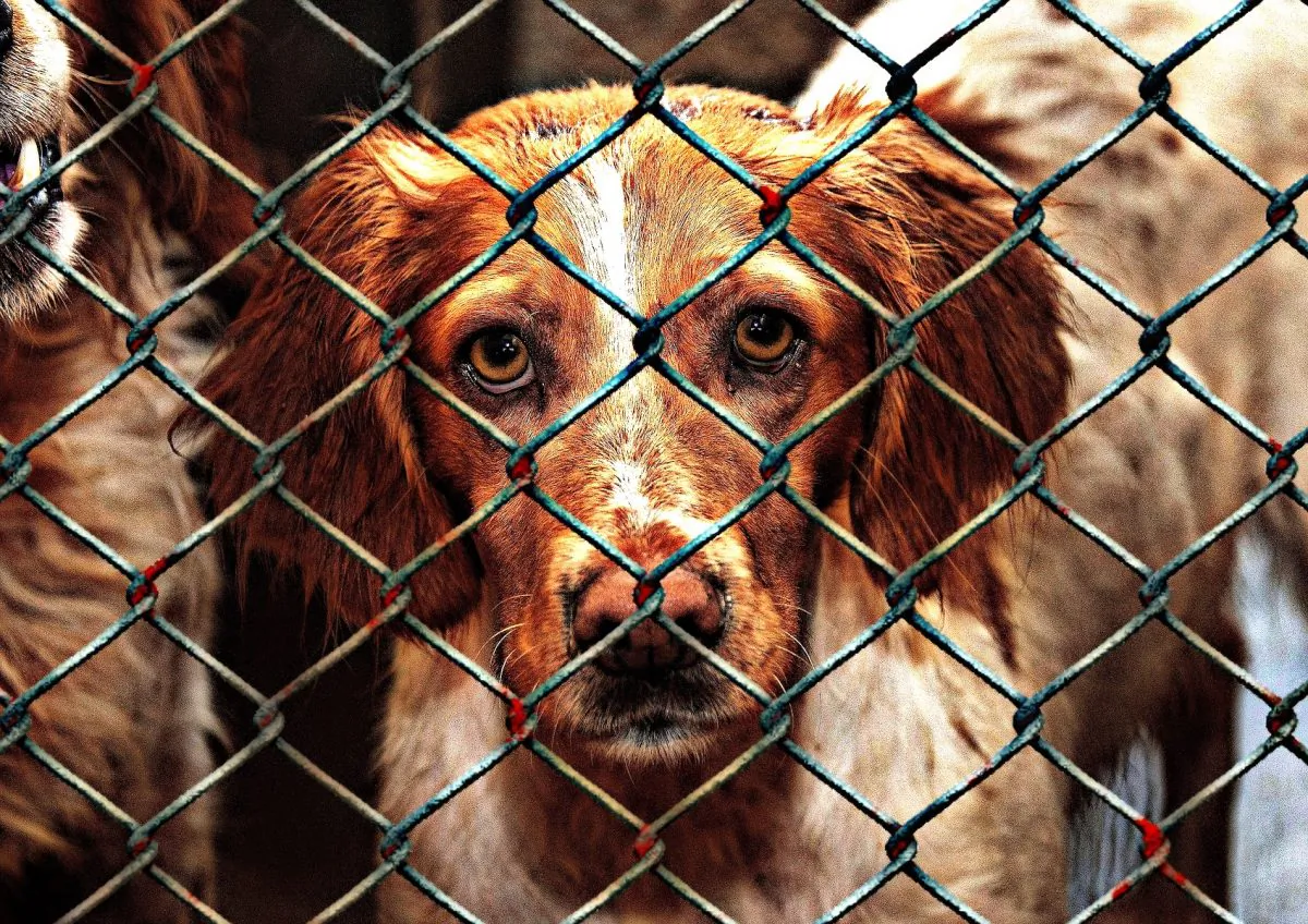 A dog at an animal shelter. (Alexas_Fotos/Pixabay)