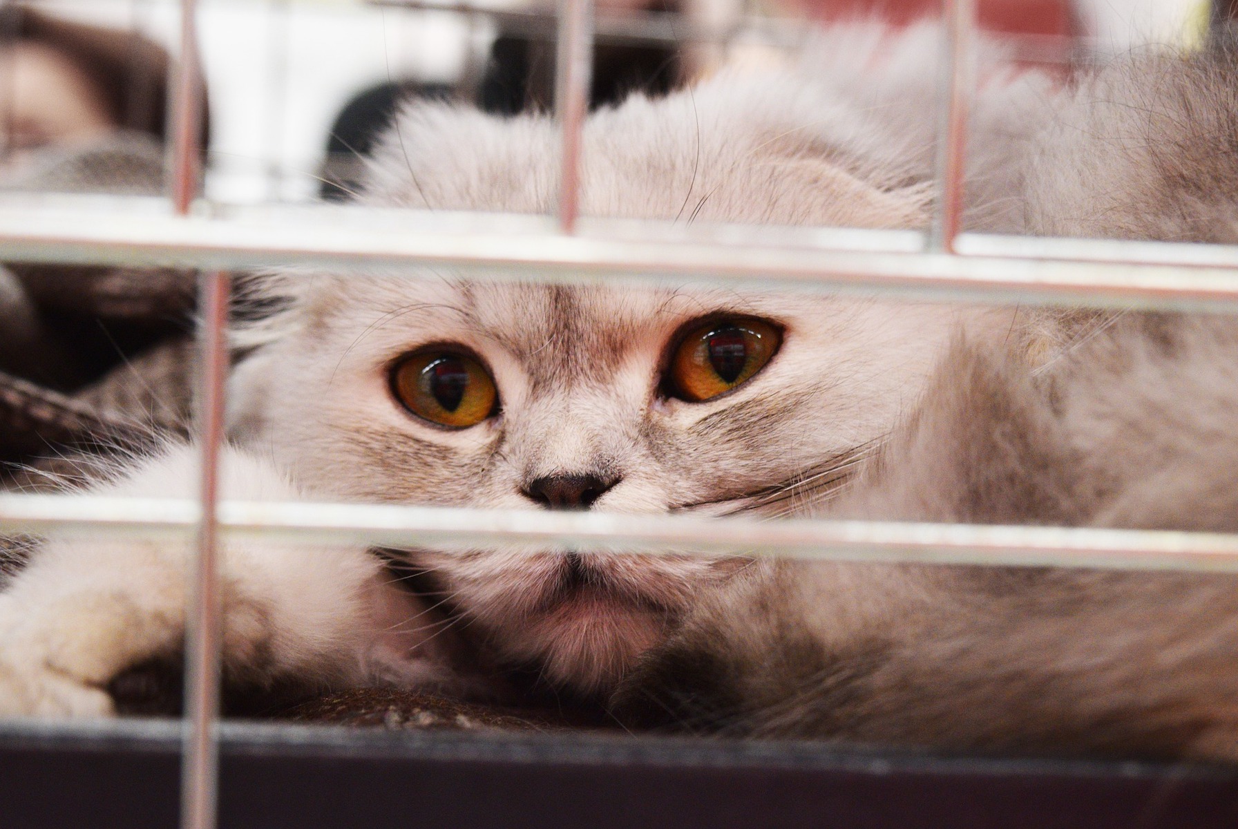 cat shelter