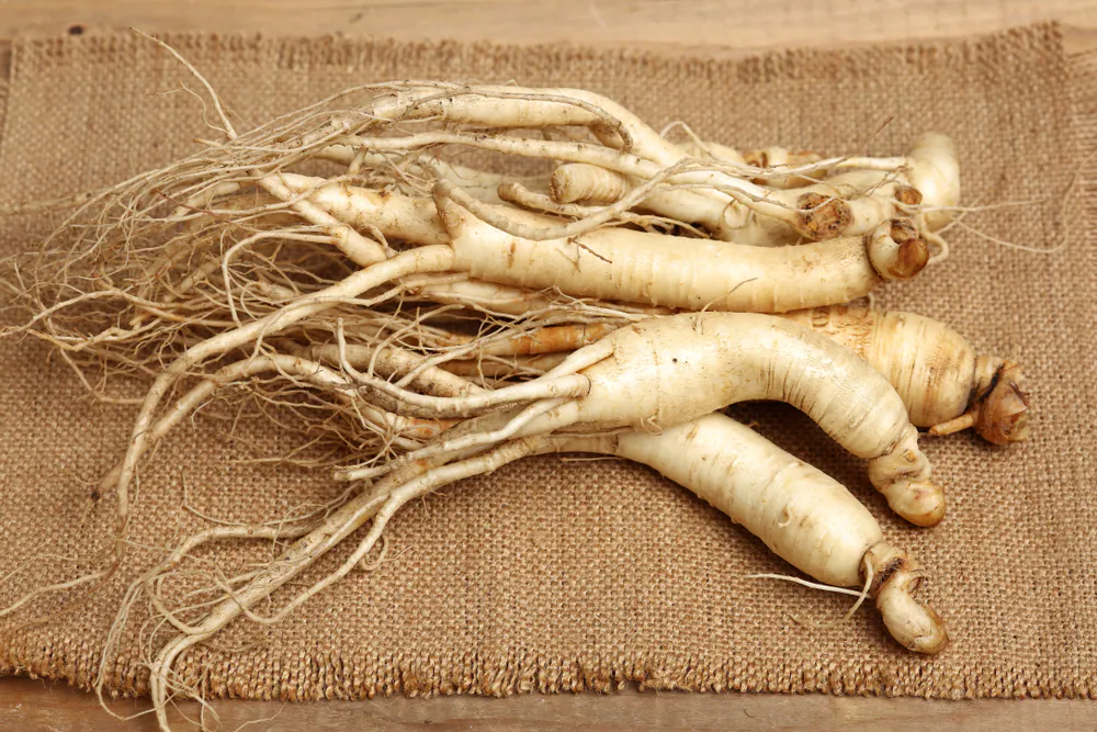 Ginseng is a root with compounds called ginsenosides that have multiple therapeutic benefits. (Shutterstock)