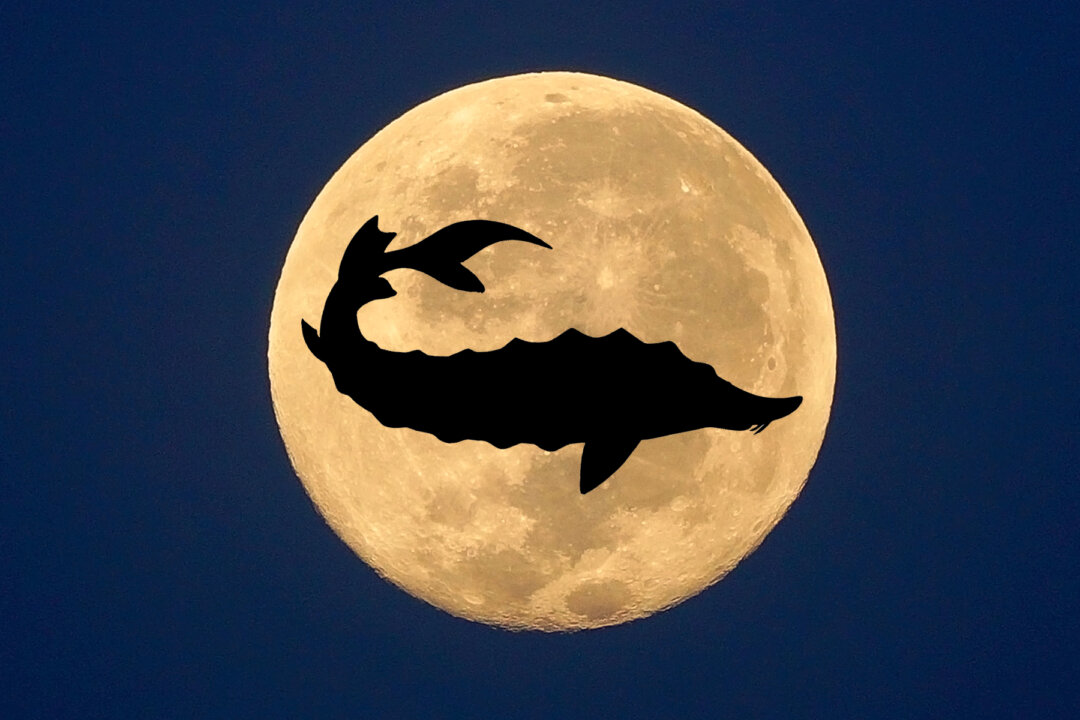 August Full Moon: A Splendid Sturgeon Moon Is Set to Illuminate the ...