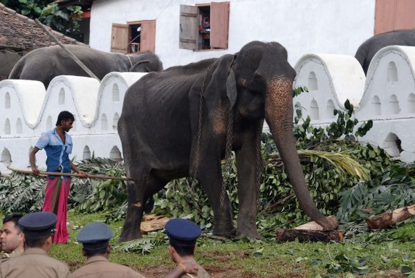 70-year-old-elephant-Sri-Lanka
