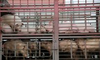 China Says Pig Herd Shrinks by 32 Percent in July Amid Swine Fever Outbreak
