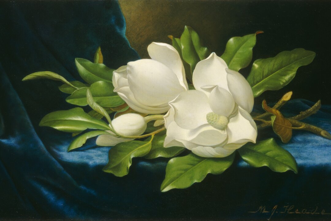 Three Beautiful Southern Magnolia Blooms | The Epoch Times