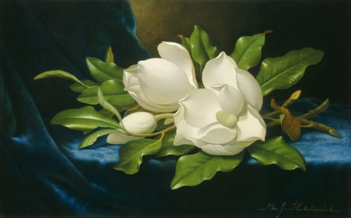 Giant magnolias on a blue velvet cloth, circa 1890, by Martin Johnson Heade. Oil on canvas. (National Gallery of Art)