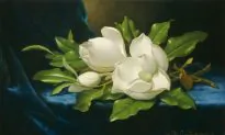 Three Beautiful Southern Magnolia Blooms