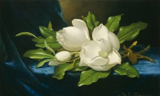 Three Beautiful Southern Magnolia Blooms