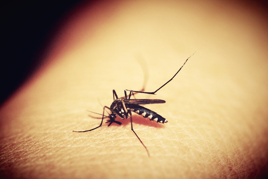 Stock image of a mosquito. (41330/Pixabay)