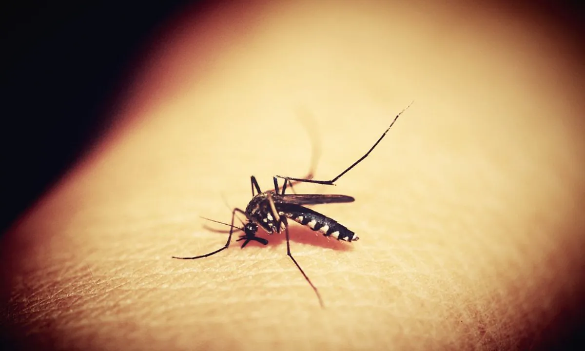 Stock image of a mosquito. (41330/Pixabay)