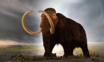 Woolly Mammoth Statue Defaced By Climate Protestors at Royal BC Museum