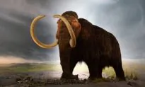 Woolly Mammoth Statue Defaced By Climate Protestors at Royal BC Museum
