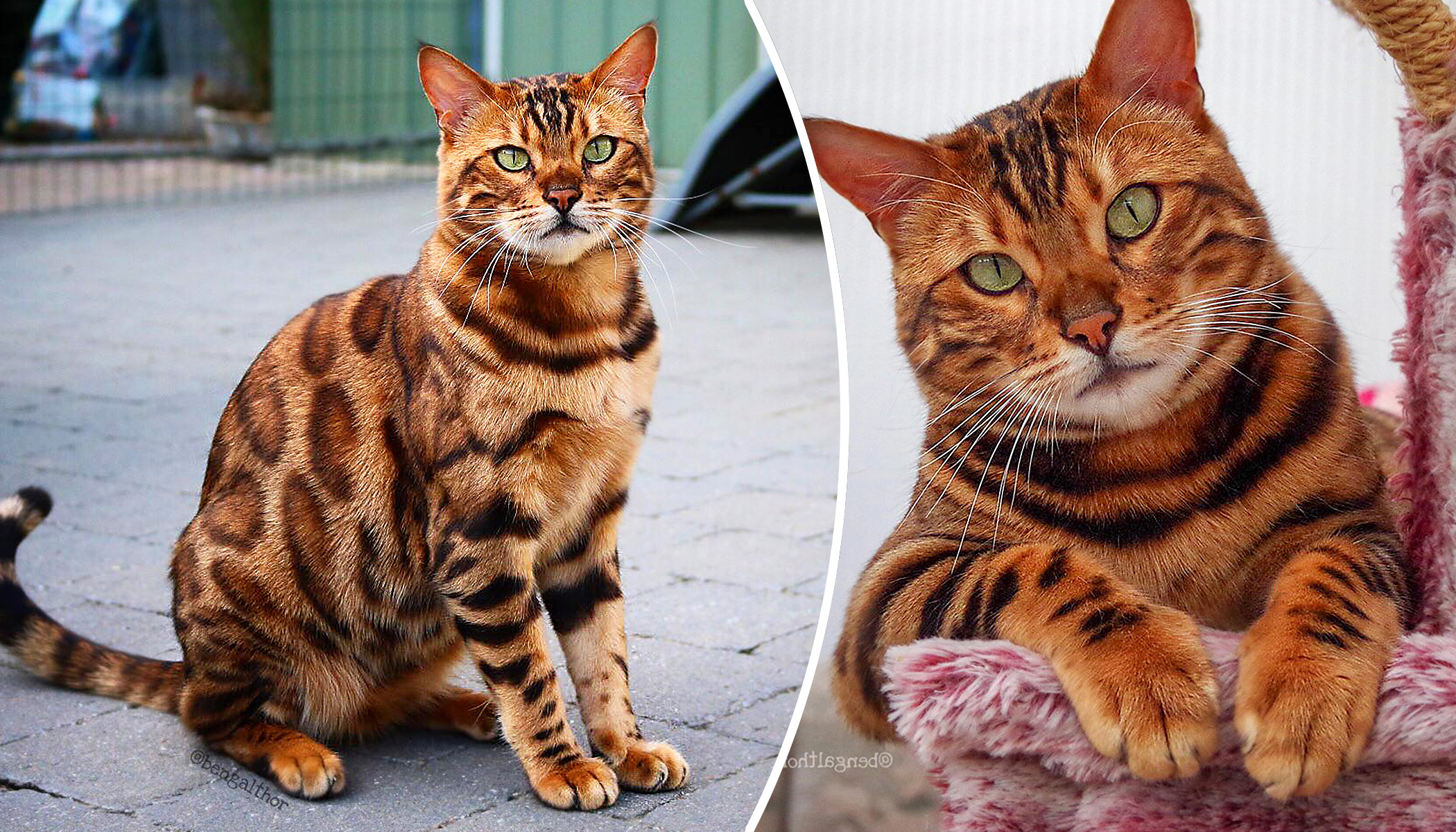 Hybrid Housecat With Tiger Stripes & Leopard Spots Is Mesmerizing the ...