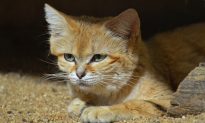 Almost Invisible Arabian Sand Cat Caught on Camera Trap for First Time in 10 Years