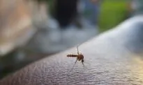7-Year-Old Diagnosed With Mosquito-Transmitted Virus That Causes Brain Inflammation, Seizures