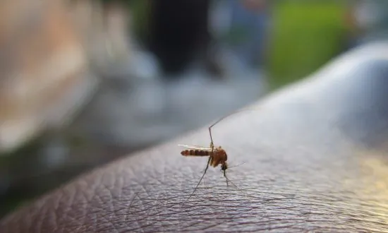 7-Year-Old Diagnosed With Mosquito-Transmitted Virus That Causes Brain Inflammation, Seizures