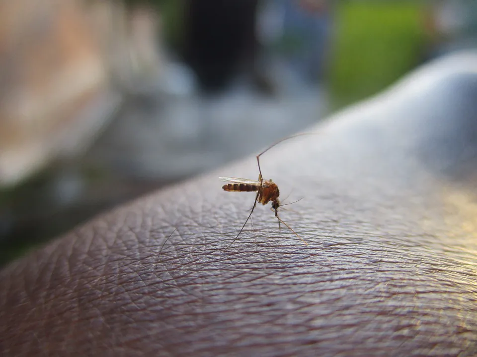 Stock image of a mosquito on human skin. (lksuperboy/Pixabay)