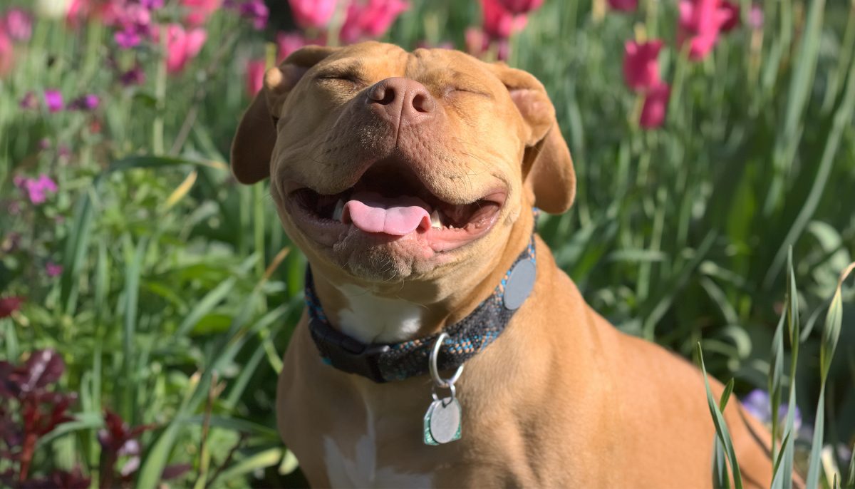 NextImg:Unsteady Heartbeat May Be Normal In Dog