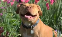 Pit Bull Can’t Stop Smiling After He Gets Adopted From the Shelter