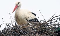 Rescued Stork Malena’s Love Story Inspires Carer to Protect Birds From Poachers