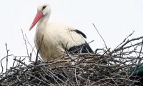 Rescued Stork Malena’s Love Story Inspires Carer to Protect Birds From Poachers