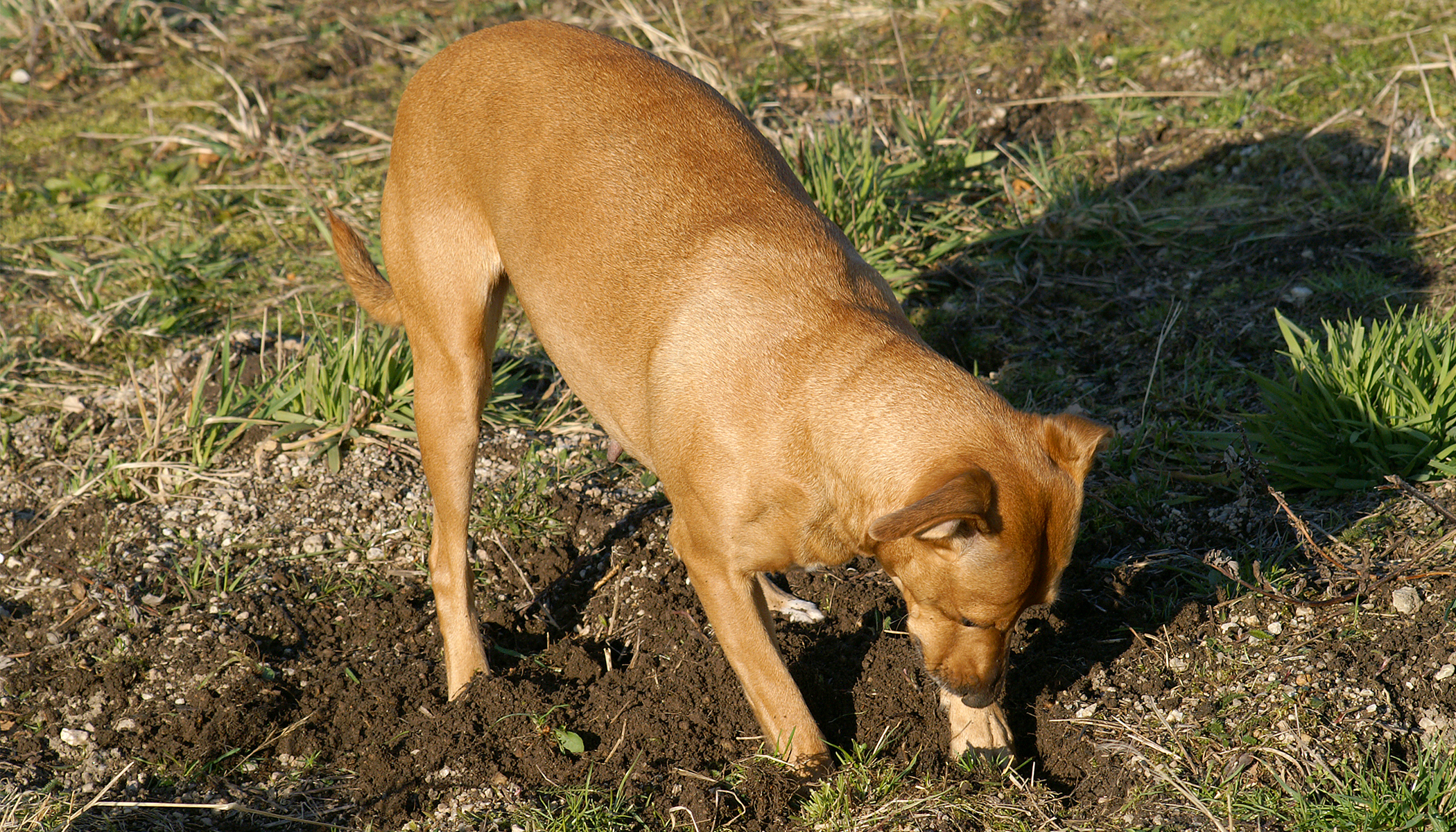 Почему собака капает. Собака роет землю. Собака копает. Собака закапывает кость.