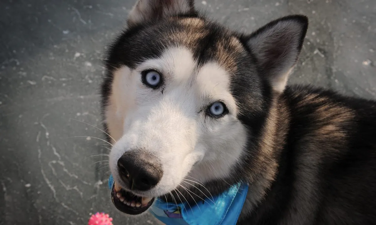 A Husky in Beijing, China. (MARK RALSTON/AFP/Getty Images)