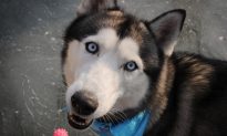 Husky Looks Like a Skeleton, but 10 Months Later, She’s Unrecognizable