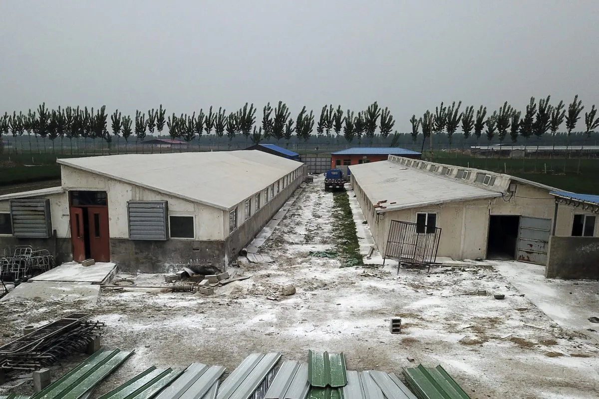 White disinfectant powder is scattered on the ground around buildings at a pig farm in Jiangjiaqiao village in northern China's Hebei province, on May 8, 2019. (Sam McNeil/AP Photo)

