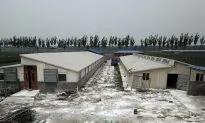 China Reports African Swine Fever Outbreak on Hainan Island, OIE Says