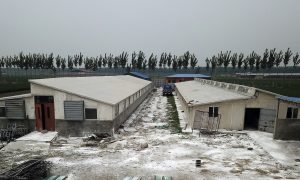 China Reports African Swine Fever Outbreak on Hainan Island, OIE Says