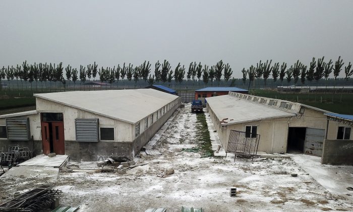 White disinfectant powder is scattered on the ground around buildings at a pig farm in Jiangjiaqiao village in northern China's Hebei province, on May 8, 2019. (Sam McNeil/AP Photo)
